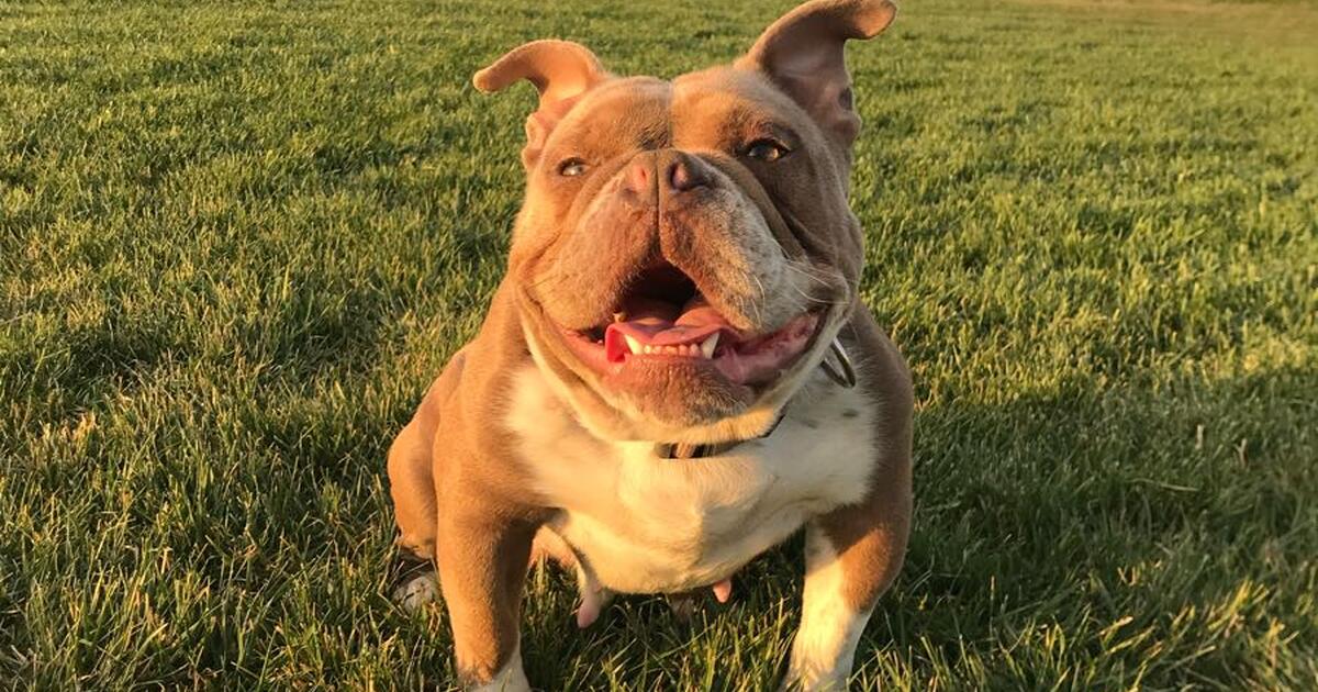 Pocket bully for Free in Anaheim, CA For Sale & Free — Nextdoor