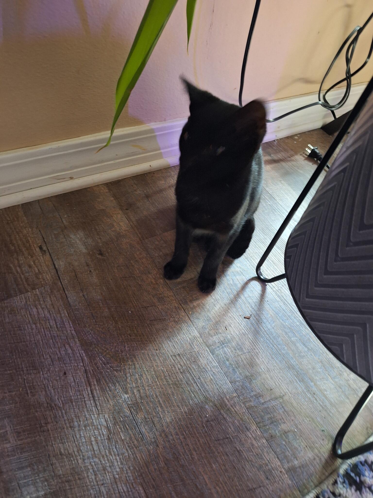 Pretty Kitty for Free in Pensacola, FL For Sale & Free — Nextdoor