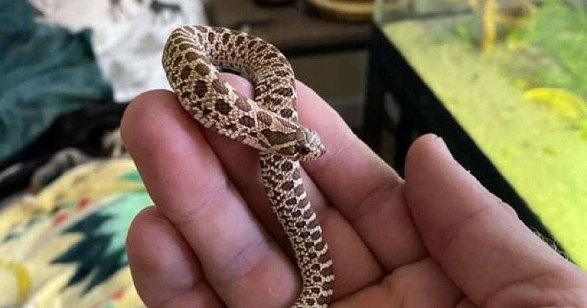 snakes-in-carson-city-nv-for-sale-free-nextdoor