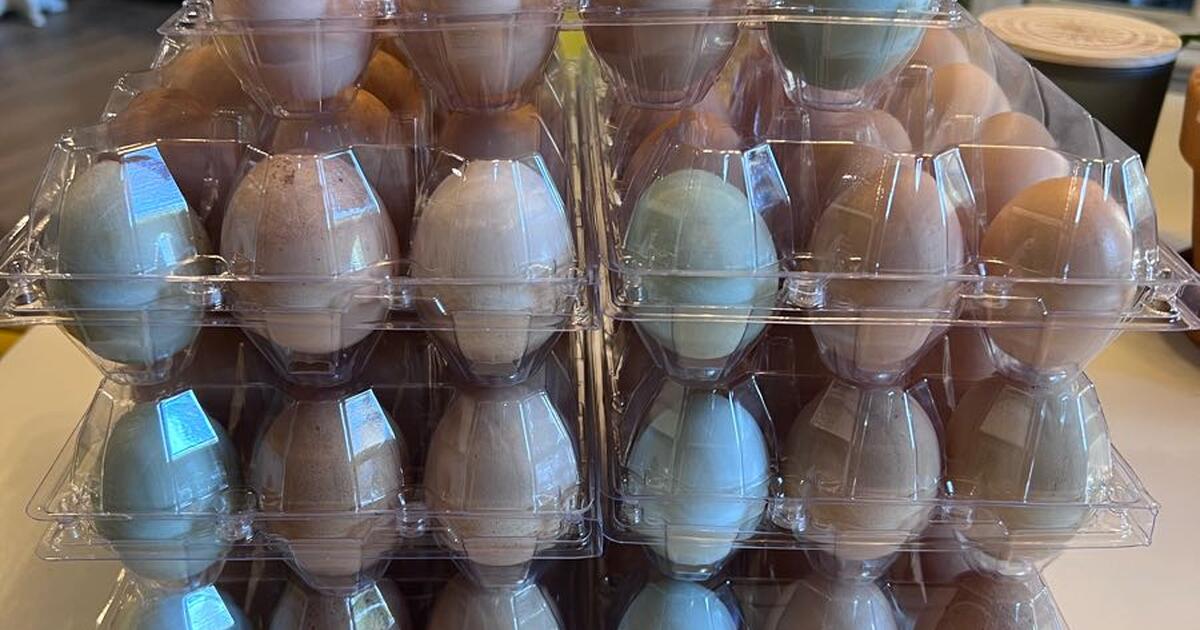 Farm fresh eggs for 5 in Mc Cormick, SC For Sale & Free — Nextdoor