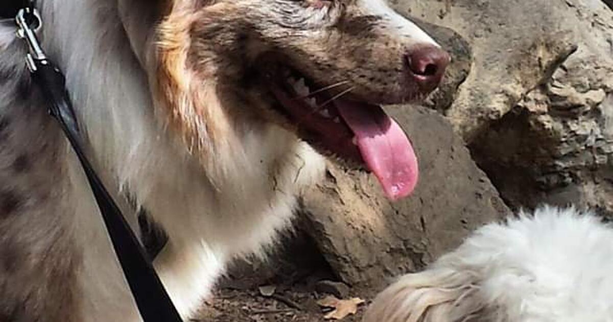 Australian shepherd for Free in Missouri City, TX Finds ??? Nextdoor