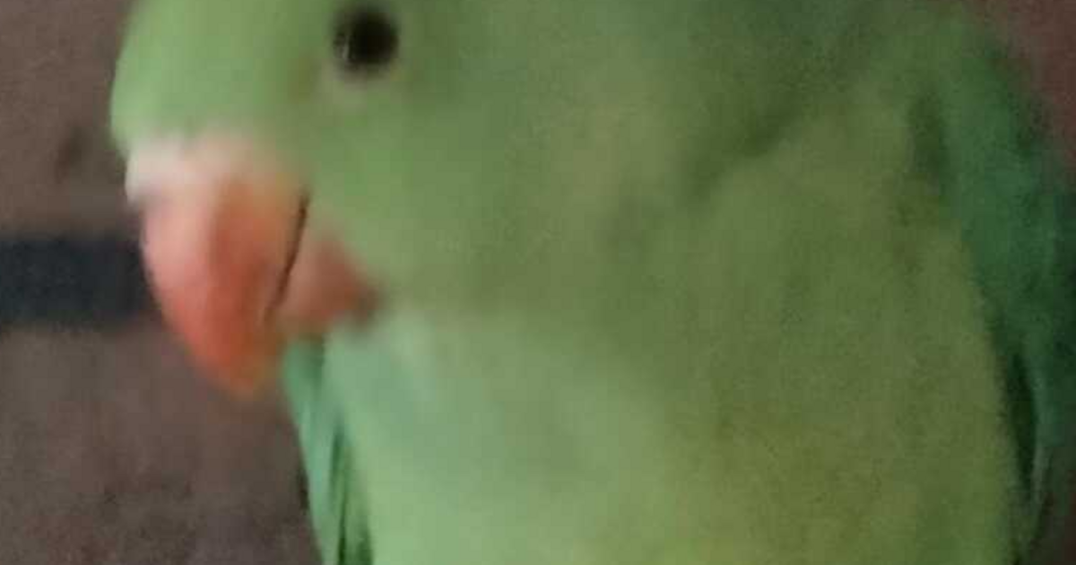 FEMALE INDIAN RINGNECK for $300 in Tampa, FL | Finds — Nextdoor