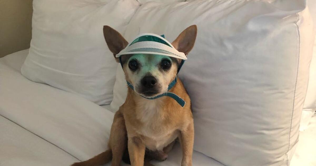 Pet sitter for Free in Greensboro, NC For Sale & Free — Nextdoor