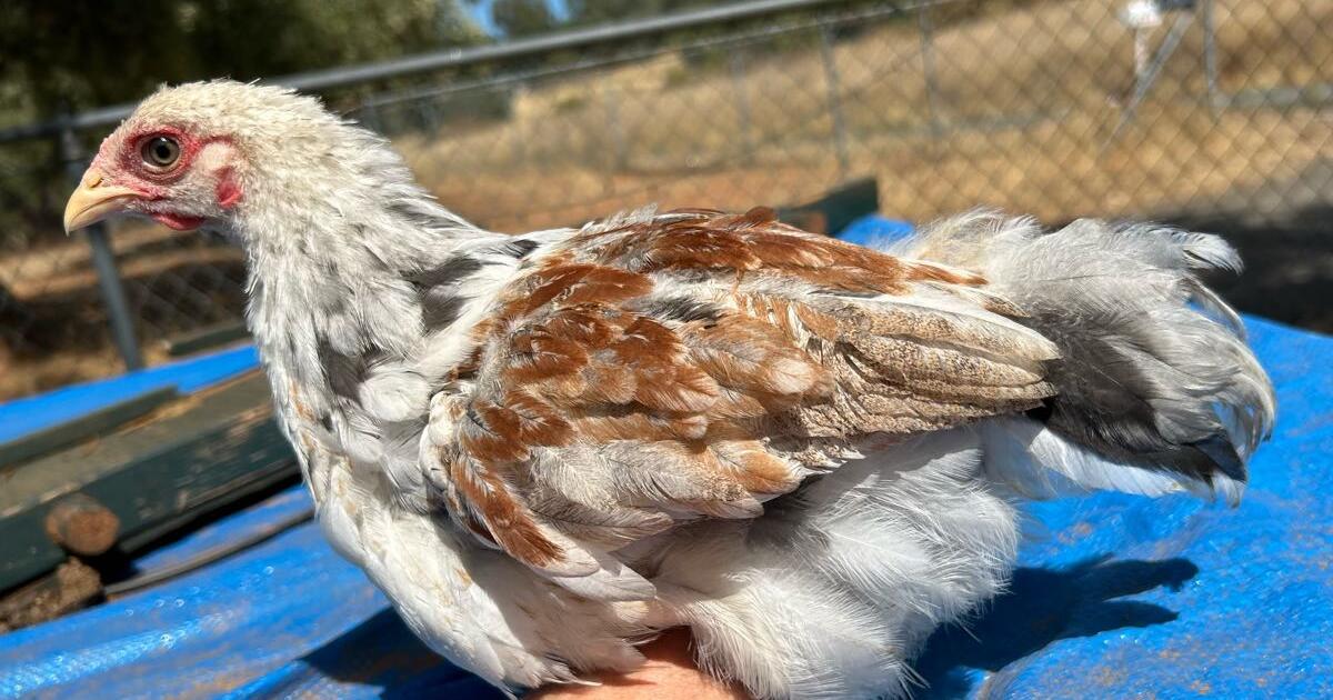 Chicken on Sale Near Me Today
