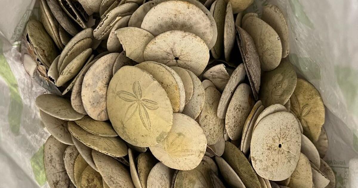 Bag of sand dollars. Need bleaching for Free in Long Beach, CA Finds