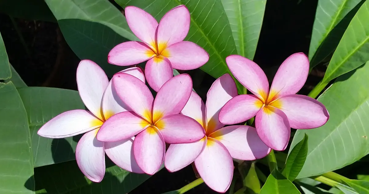 Large Plumerias Pots & Trees Ready for Summer! for 25 in San