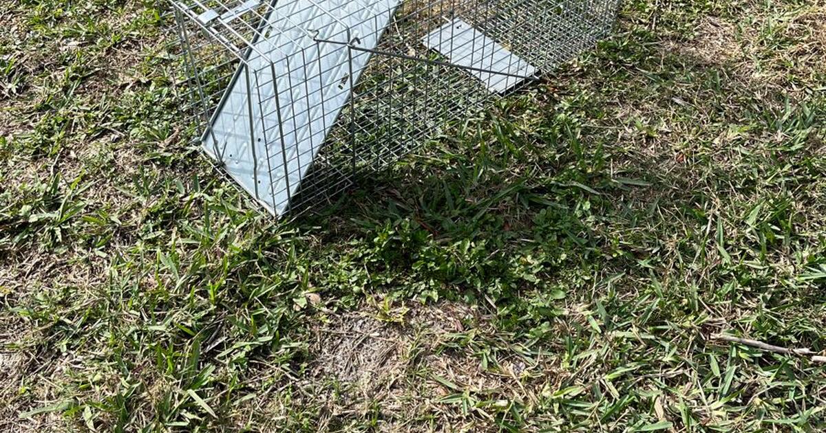 How To Set A Small 2-door Havahart Trap