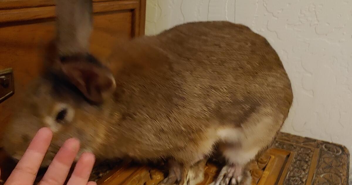 Two Rabbits Free To Good Home With Space To Move Around for Free in