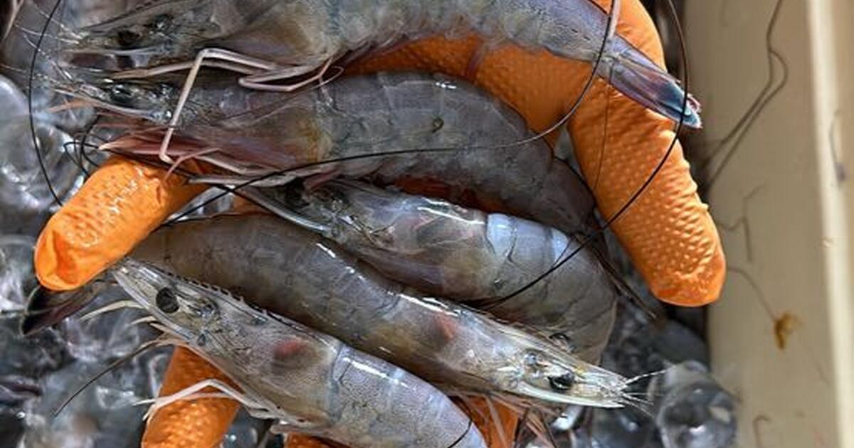 FRESH Shrimp for sale in Slidell, LA For Sale & Free — Nextdoor