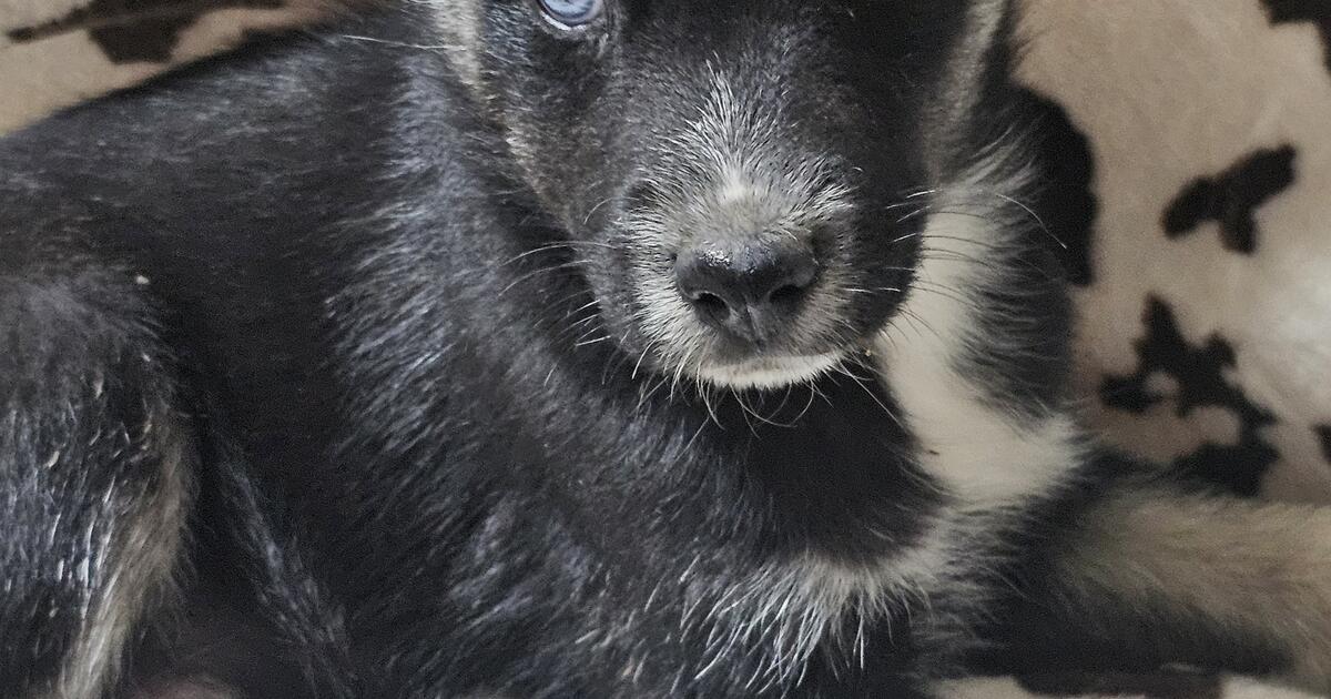 KEESHOND/KLEE KAI MINI HUSKIES for $170 in Cheyenne, WY | For Sale ...