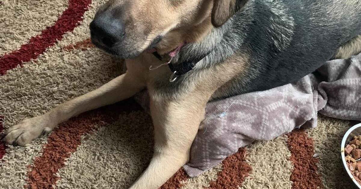 Rehoming med/large dog NOT FREE for Free in Fuquay Varina, NC For Sale & Free — Nextdoor