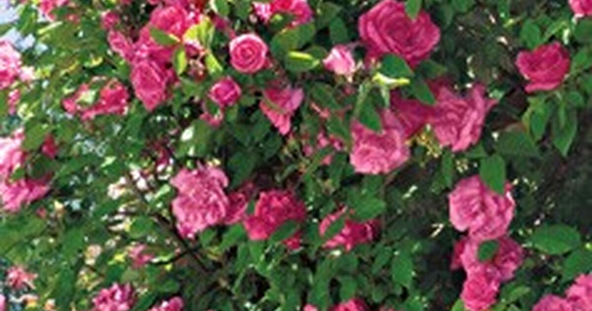 Wild Climber Roses Wild Climbing Rose starts - deep pink for Free in Olympia, WA | For ...