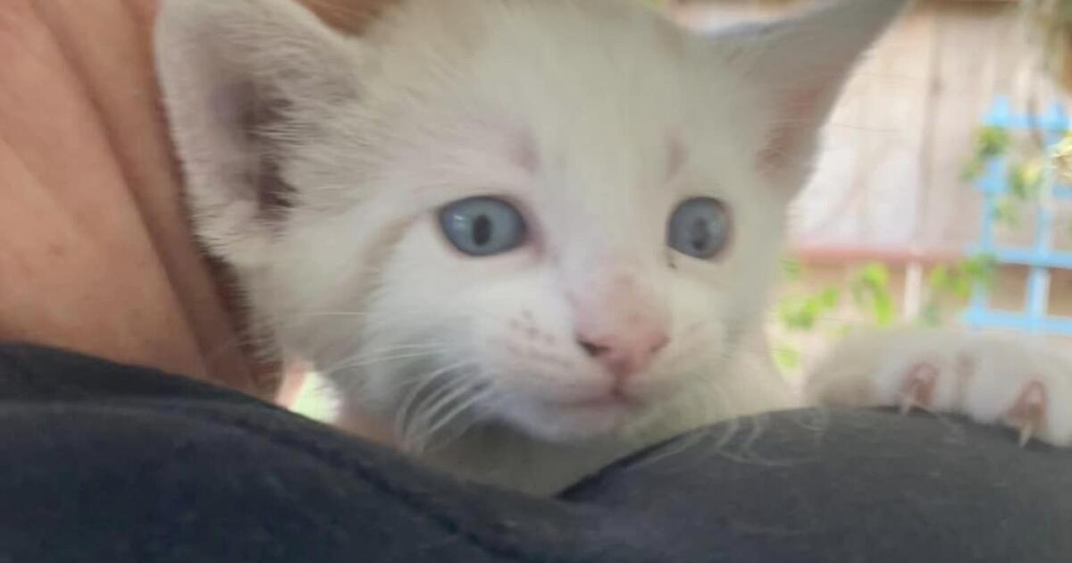 Adorable/Playful Kittens looking for their Forever home for Free in