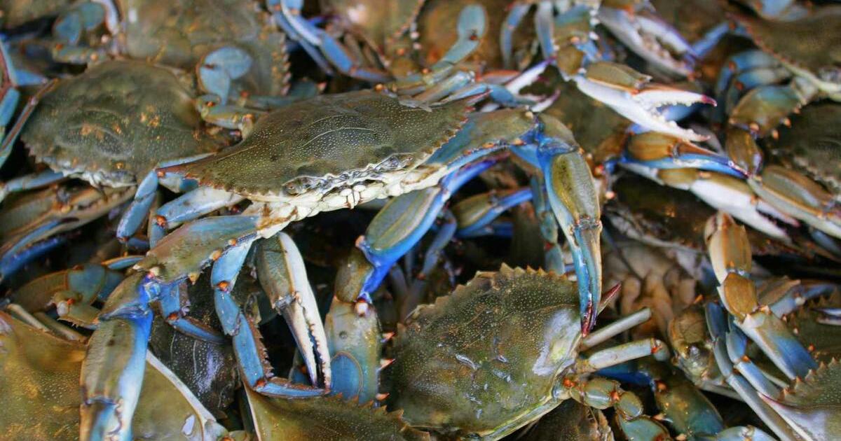 Live Crabs For Sale Near Me Cheap
