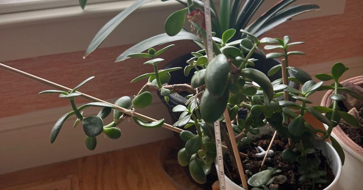 Plants w planters _10 for 1 in Concord, MA For Sale & Free — Nextdoor