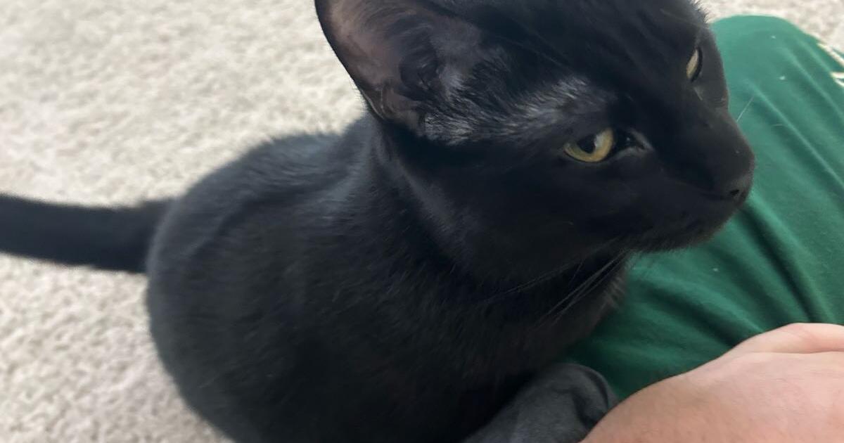 FREE 2.5 yr female cat (fixed) for Free in St. Petersburg, FL For