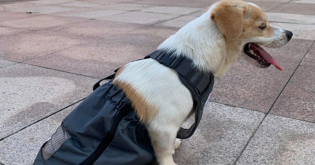 Dog Drag Bag for 20 in Hansville, WA For Sale & Free — Nextdoor