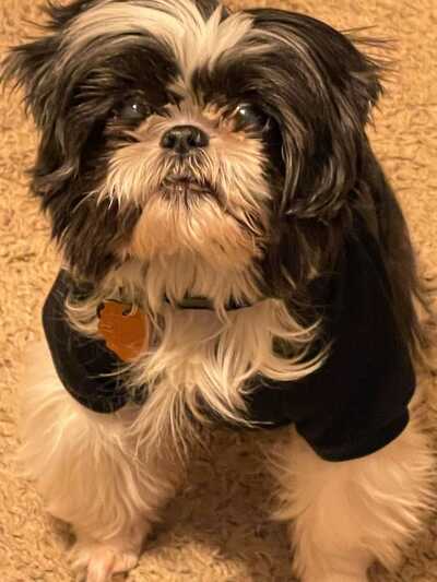 Barks Bows Pet Spa Indianapolis IN Nextdoor