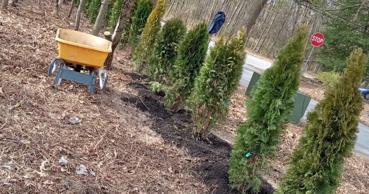 SERVICE! Evergreen Tree Planting/Rooting SERVICE! for Free in Glen ...