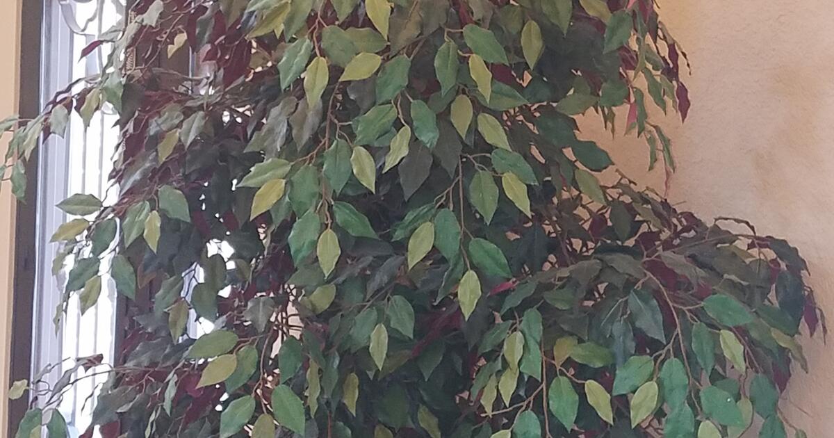 90" Tall Artificial Plant with decorative planter for 70 in Fulshear