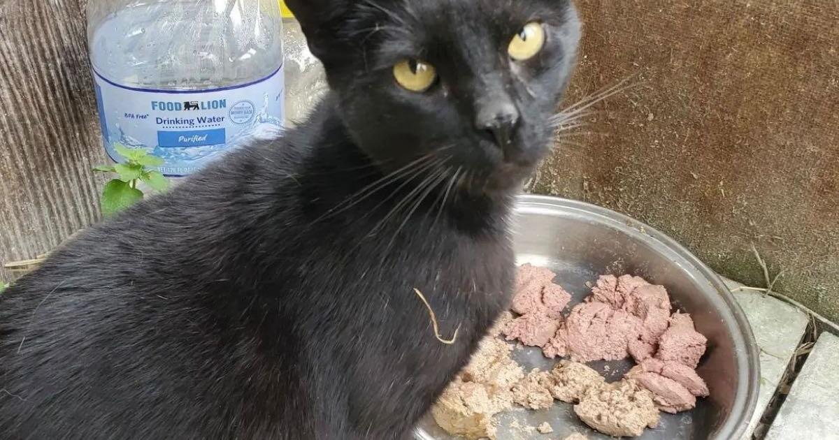 Cat looking for home for Free in Ashburn, VA Finds — Nextdoor