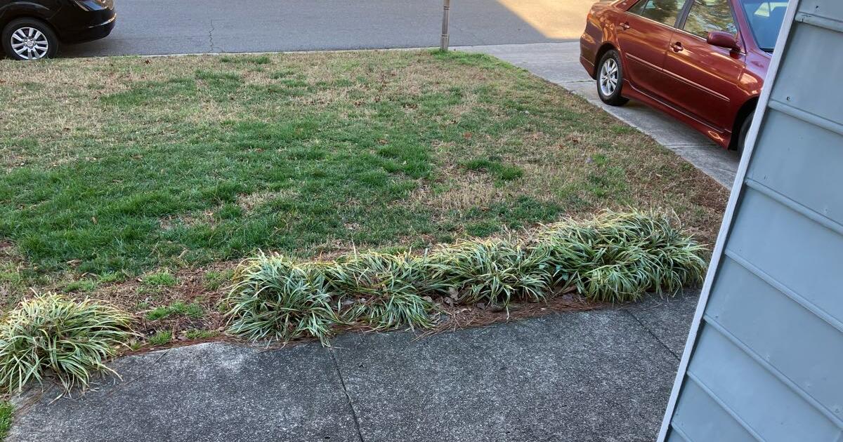 Monkey Grass for Free in Raleigh, NC | For Sale & Free — Nextdoor