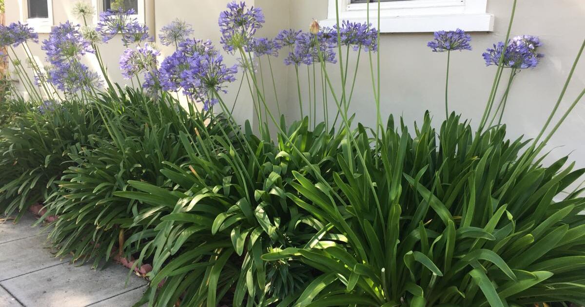 Guest cottage for rent in Napa, CA Finds — Nextdoor