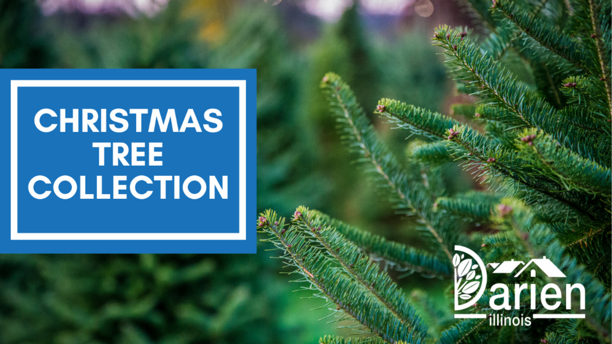 LRS collects live Christmas trees the first two full weeks of January
