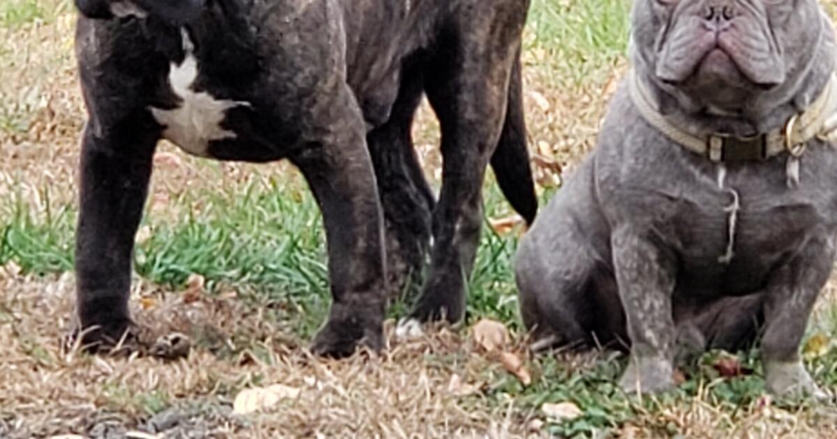 Boy Cane Corso/African Boerboel Mix Puppy. for Free in Brandywine, MD