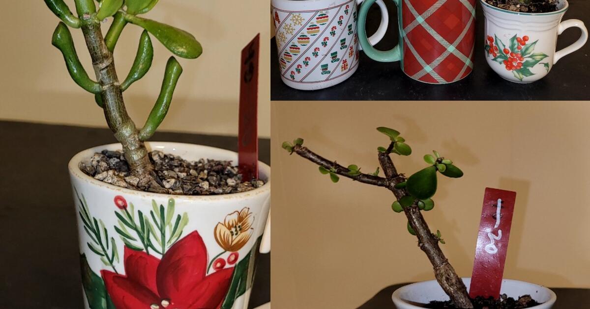 Beginner Friendly Indoor Bonsai Hard To kill for 8 in Columbus, OH