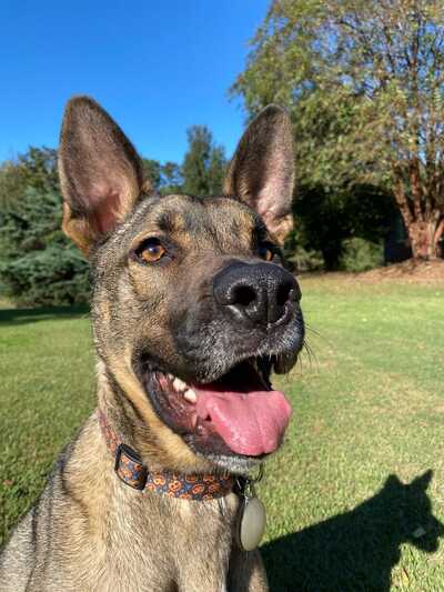 Best In Show Mobile Grooming Roebuck SC Nextdoor