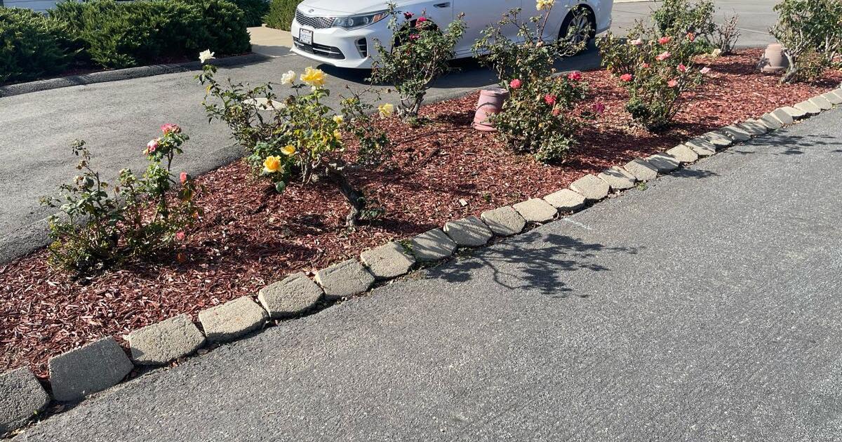 12 rose bushes for Free in El Cajon, CA For Sale & Free — Nextdoor