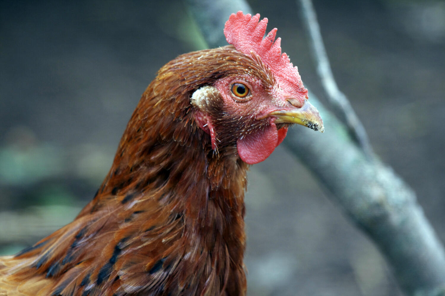 Raising Chickens in Dayton (City of Dayton) — Nextdoor — Nextdoor