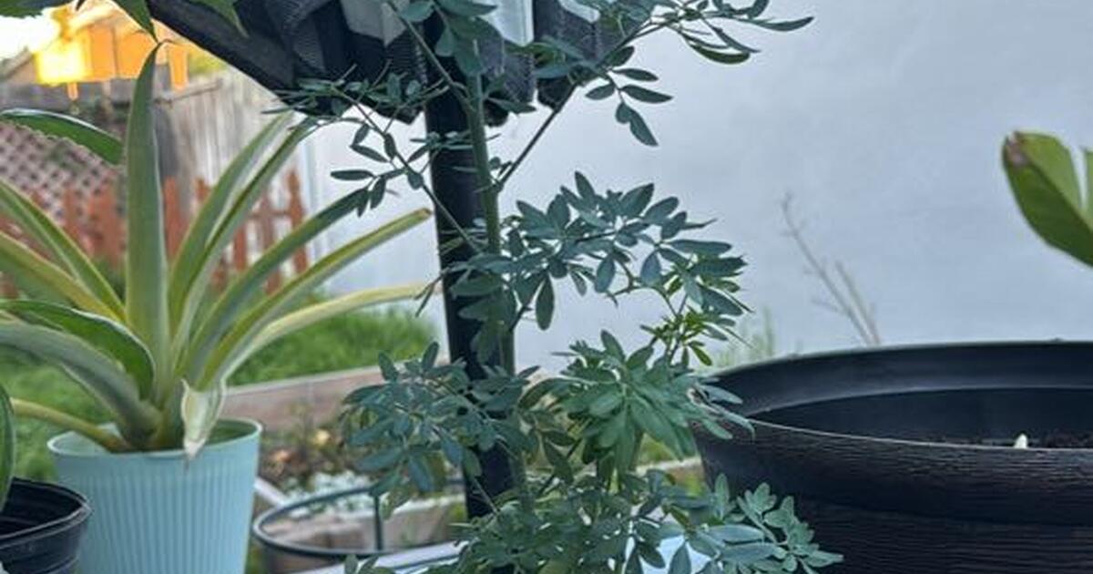 Ruda plant for sale. for 10 in Salinas, CA For Sale & Free — Nextdoor