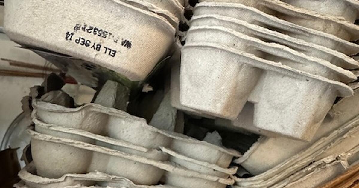 Egg cartons raising chickens? for Free in Lake Oswego, OR For Sale