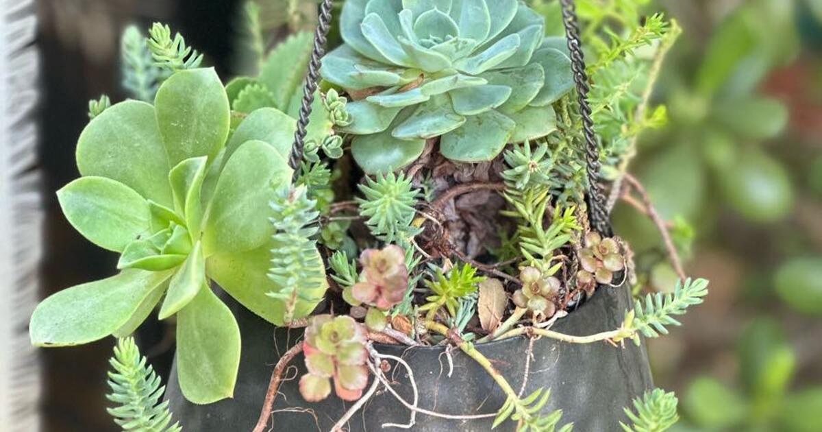 Decor + Plants for Free in Bakersfield, CA For Sale & Free — Nextdoor