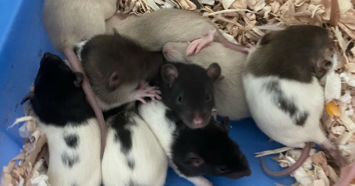 Free Pet Rats Free pet rats for Free in Redondo Beach, CA | For Sale & Free — Nextdoor
