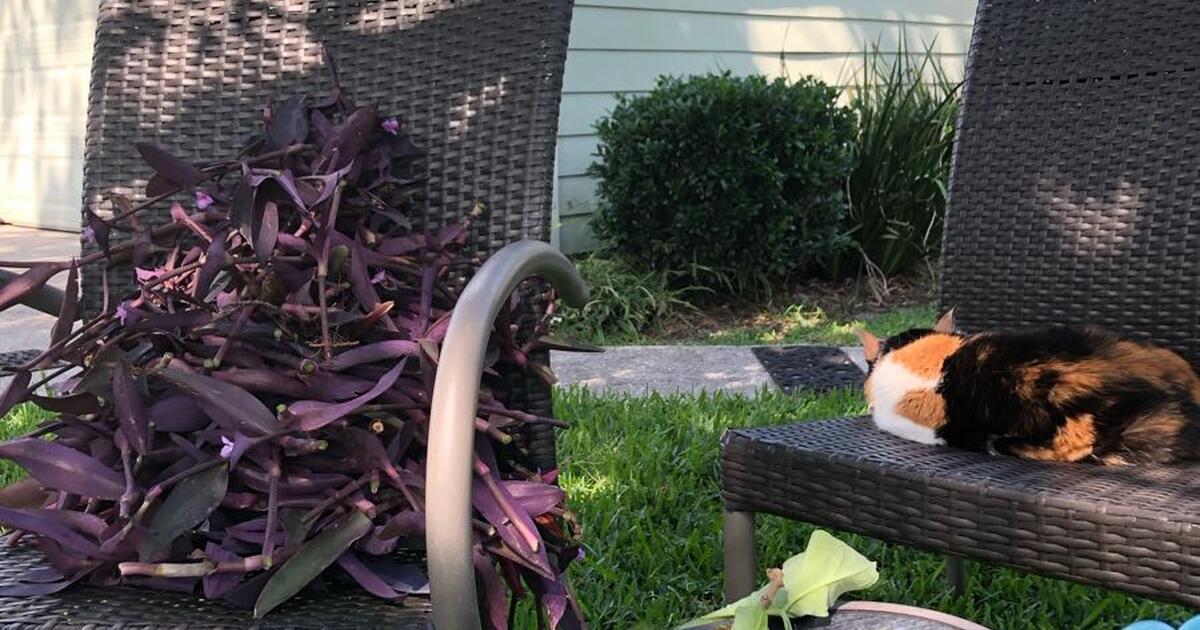 Free plants for Free in Jacksonville, FL Finds — Nextdoor