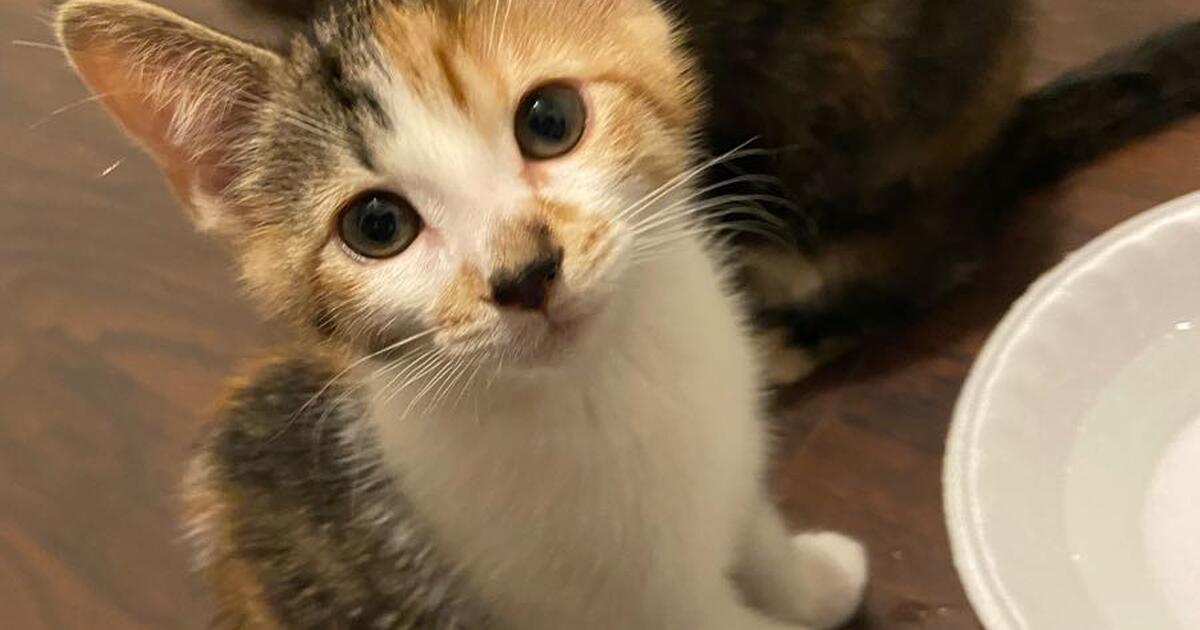 Kittens for Free in Akron, OH For Sale & Free — Nextdoor