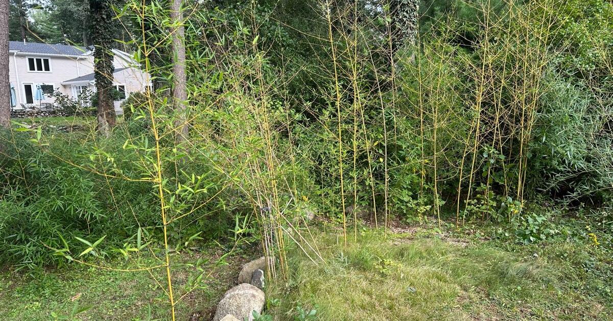 Yellow bamboos, baby, small and medium size for Free in Acton, MA For