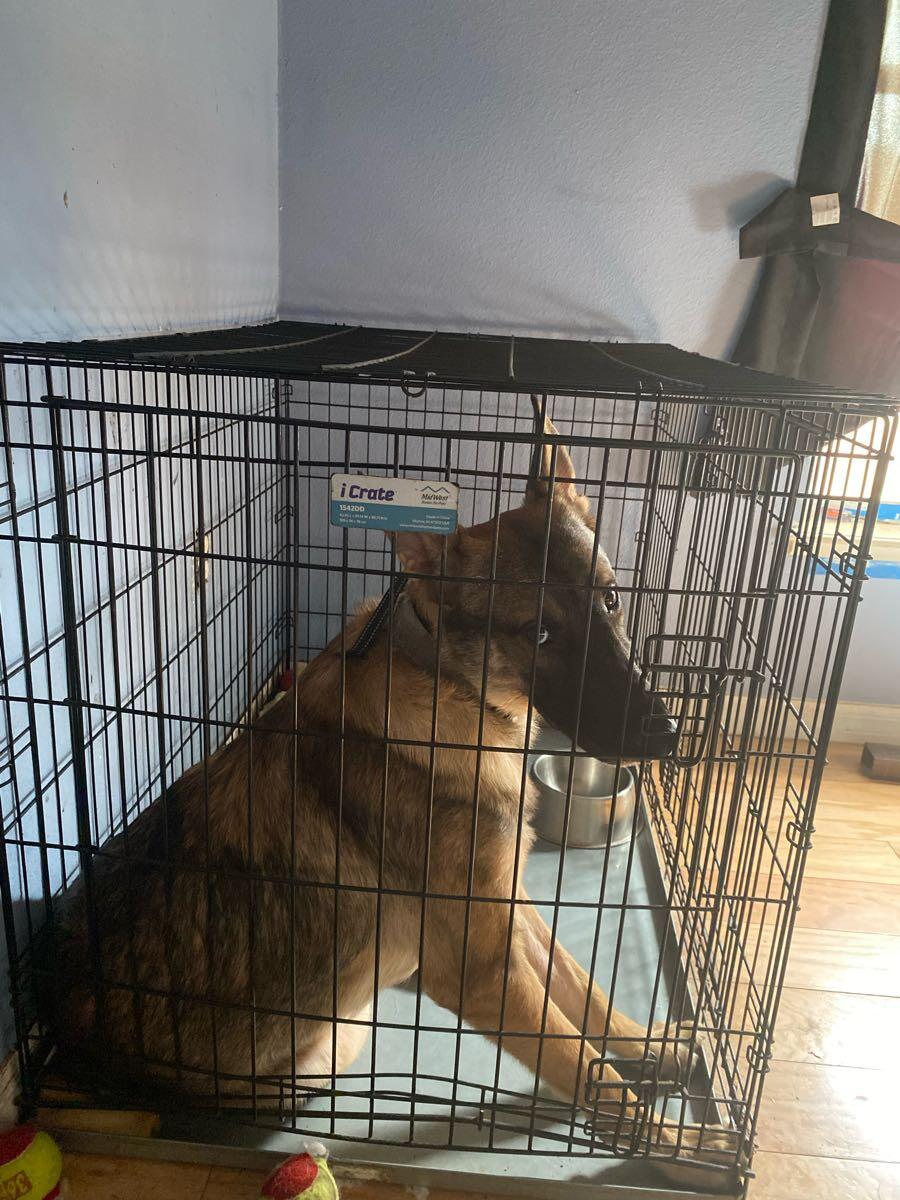 Rehoming dog in Davenport, FL | For Sale & Free — Nextdoor