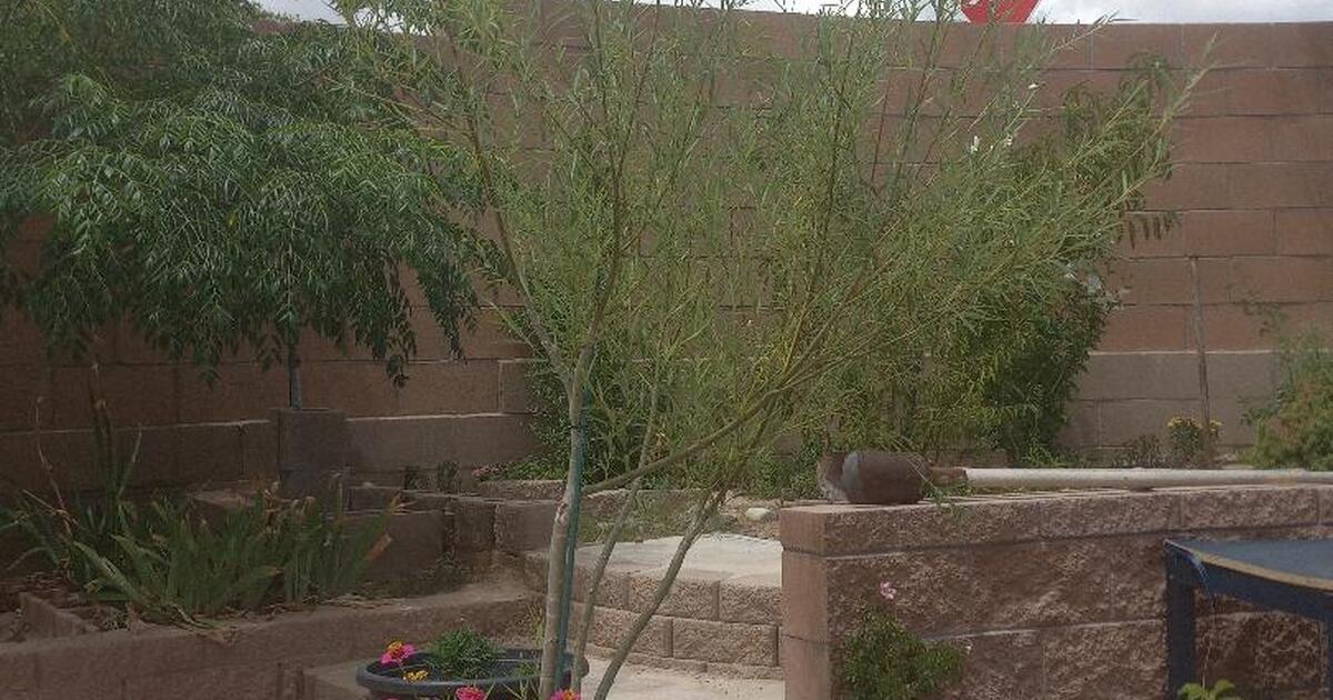 Spring Planting 30 gallon Globe Willows need a forever home for 125 in