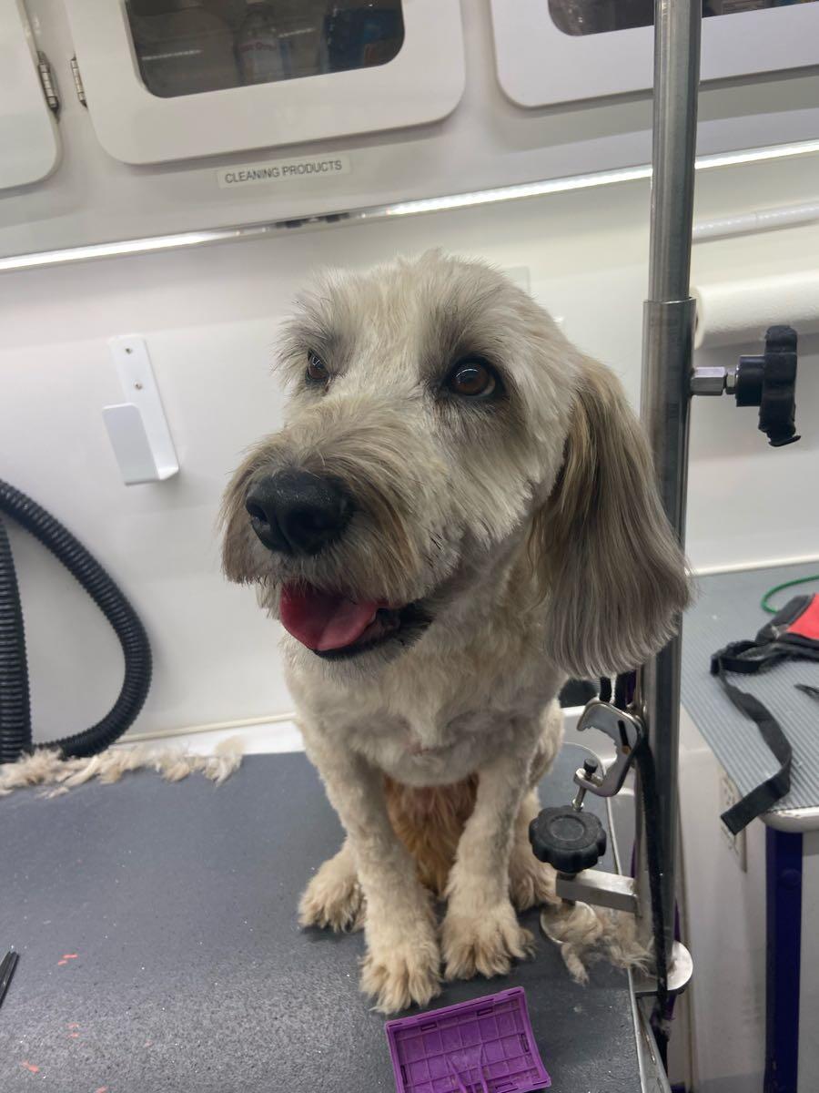 Dog grooming in Lakeland, FL For Sale & Free — Nextdoor