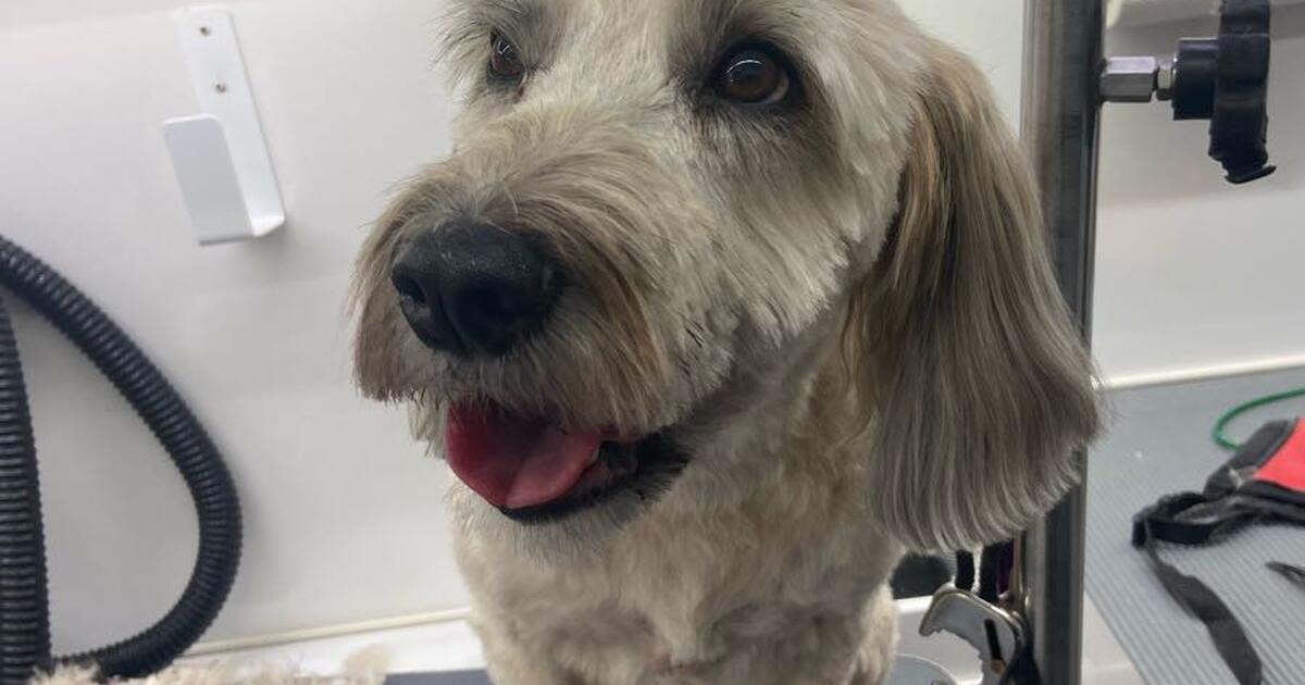 Dog grooming in Lakeland, FL For Sale & Free — Nextdoor