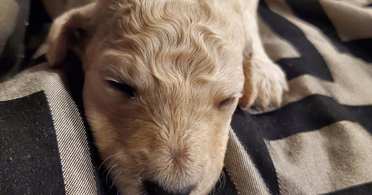 Puppy for Free in Las Vegas, NV For Sale & Free — Nextdoor