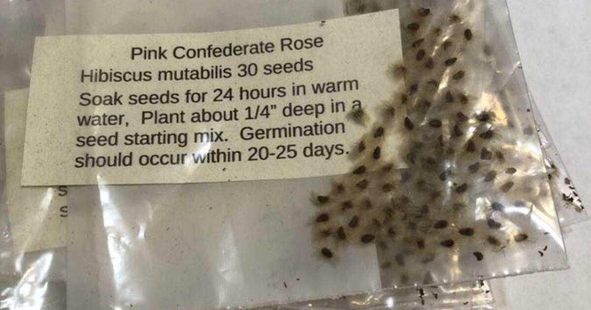 Pink Confederate Rose Seeds. Pack of 30 for 5 in Germantown, TN