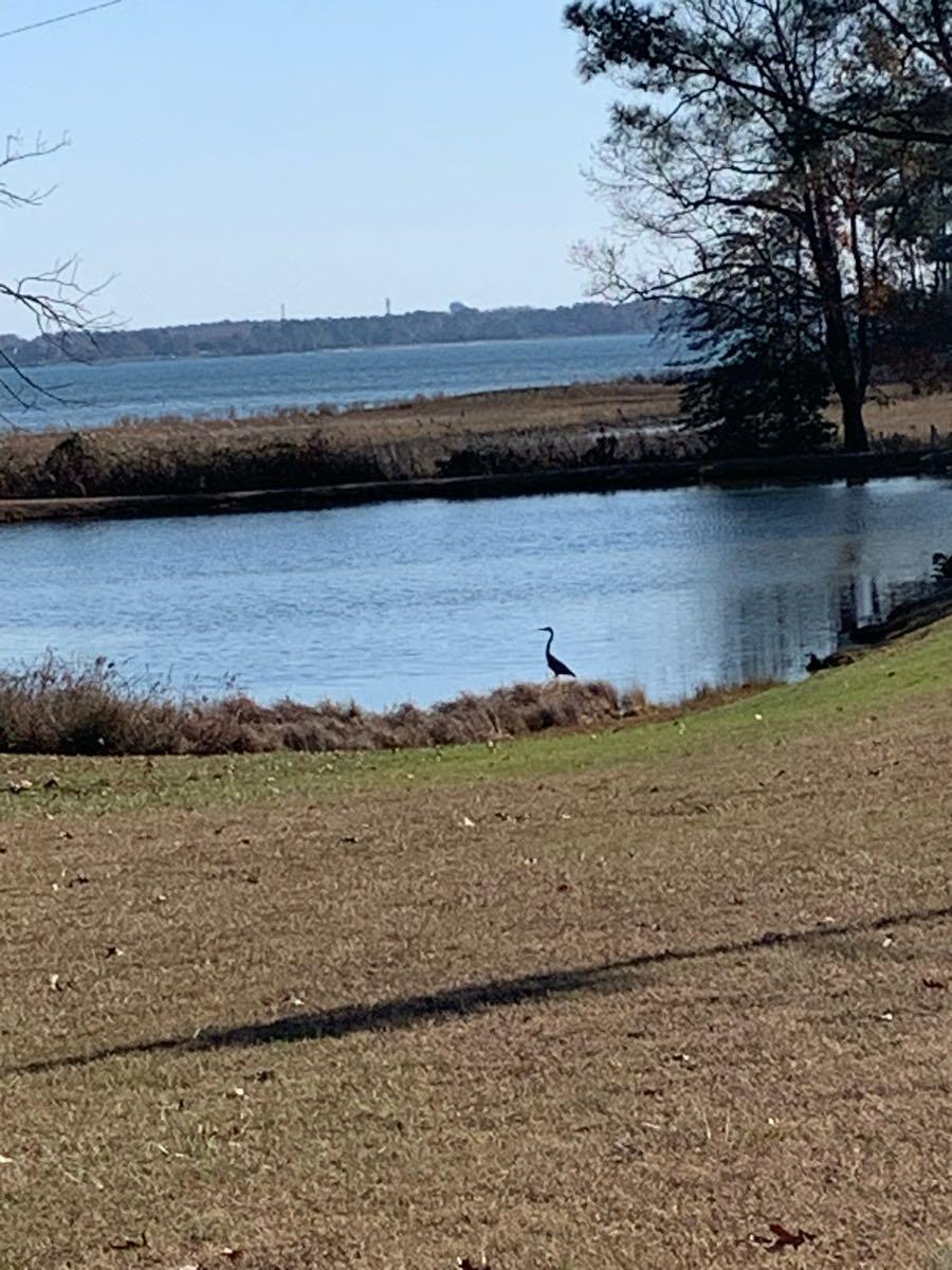 Eclipse, Suffolk News, Crime, Lost Pets, Free Stuff