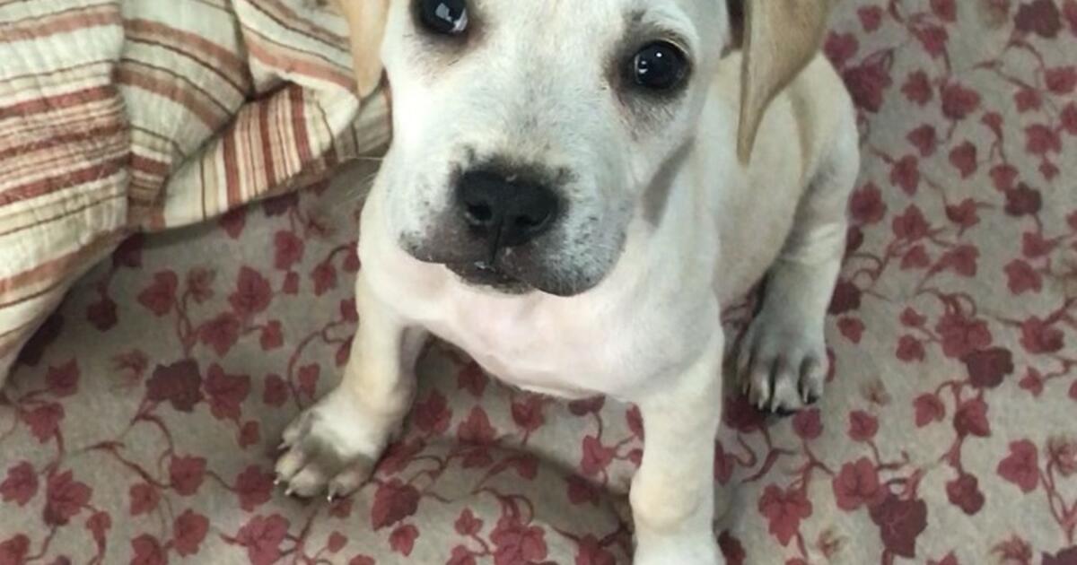 Pet for 100 in Goldsboro, NC For Sale & Free — Nextdoor