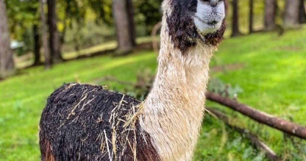Alpaca fiber for sale bulk prices for 30 in Olympia, WA Finds — Nextdoor