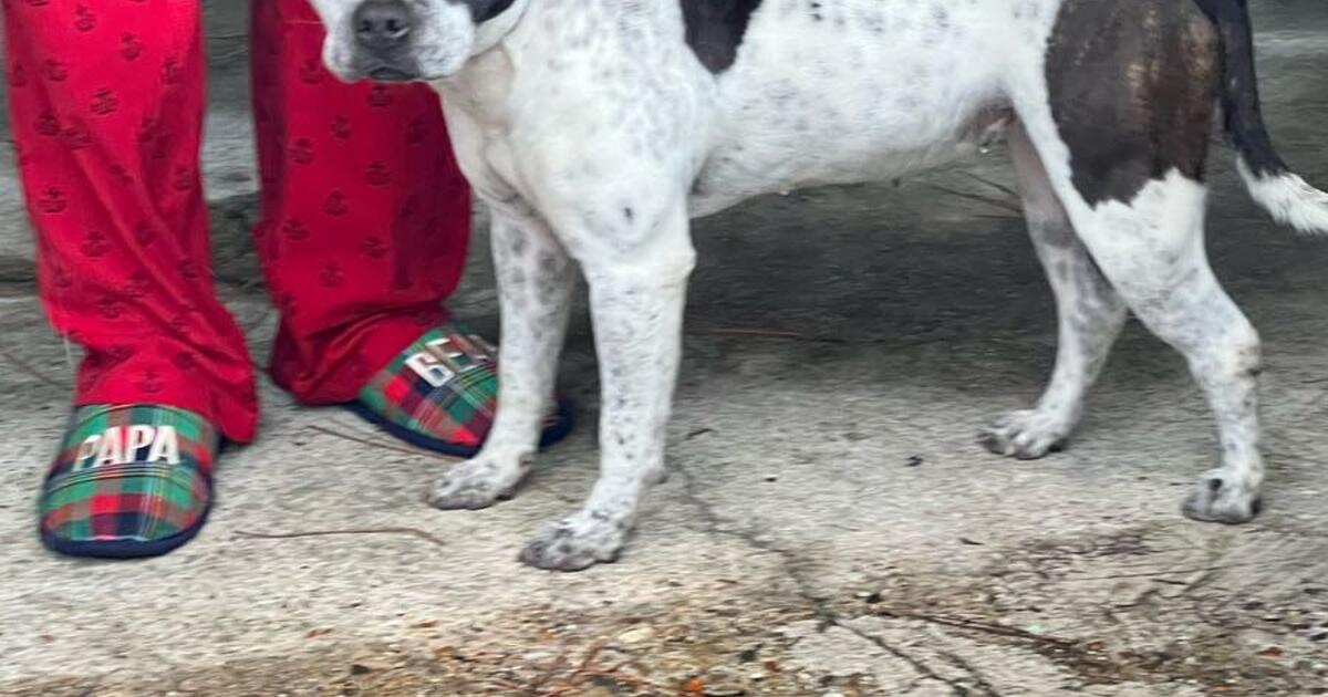 Dog for Free in Hattiesburg, MS For Sale & Free — Nextdoor